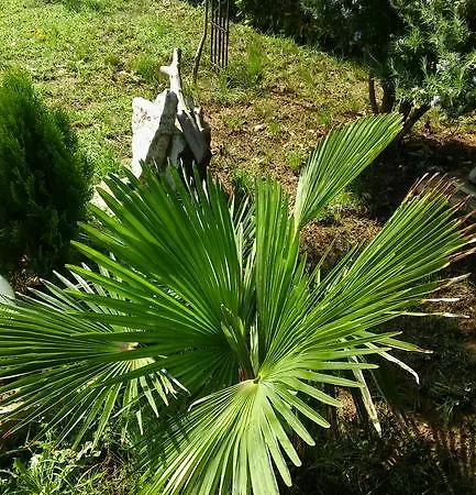 Bella * Ližnjan